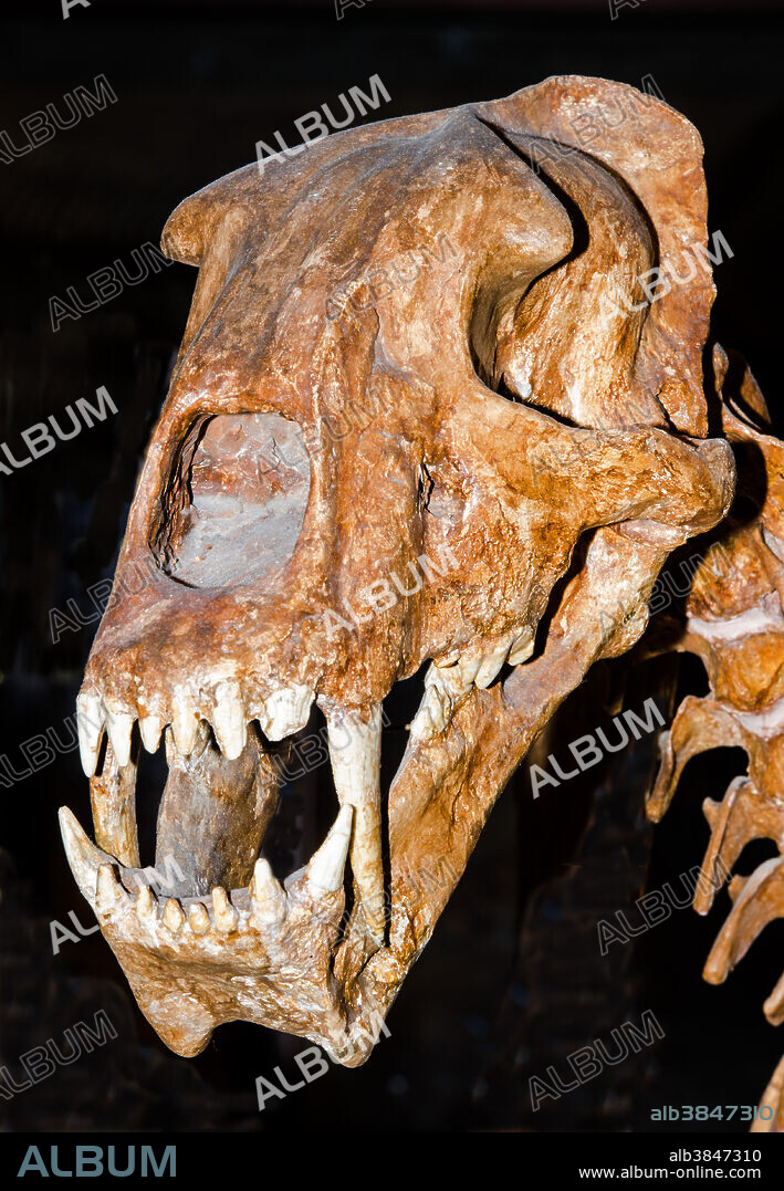 Scimitar Toothed Cat (Homotherium) skull in the University of Texas Museum.