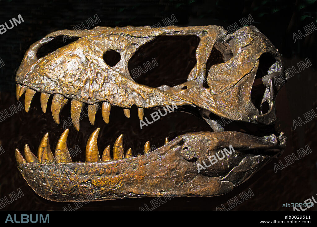 Tyrannosaurus Rex. Mesalands Community College Dinosaur Museum. Tucumcari, New Mexico.