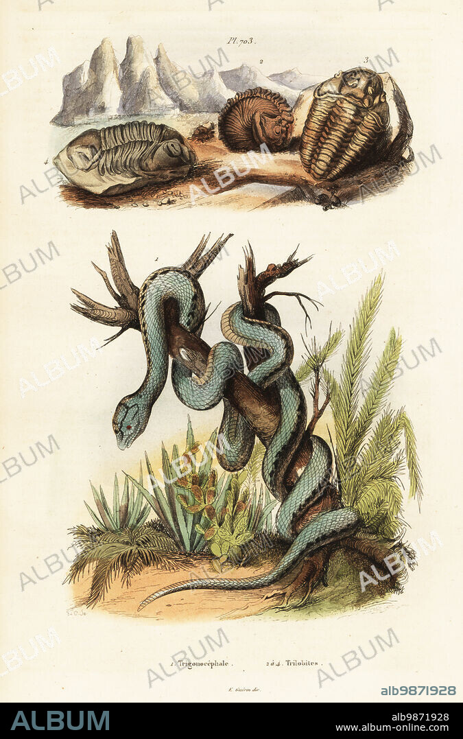 Fer-de-lance or Martinican pit viper, Bothrops lanceolatus (Trigonocephalus lanceolatus) 1 and extinct trilobites, Calymene blumenbachii 2,3, Asaphus cornigerus 4. Handcoloured steel engraving by Varin from Felix-Edouard Guerin-Meneville's Dictionnaire Pittoresque d'Histoire Naturelle (Picturesque Dictionary of Natural History), Paris, 1834-39. .
