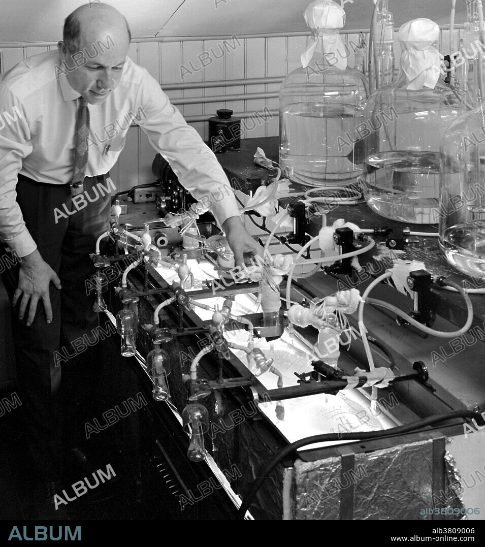 Melvin Ellis Calvin (April 8, 1911 - January 8, 1997) was an American chemist. He joined the faculty at the University of California, Berkeley in 1937 and was promoted to Professor of Chemistry in 1947. Using the carbon-14 isotope as a tracer, Calvin, Andrew Benson and James Bassham mapped the complete route that carbon travels through a plant during photosynthesis, starting from its absorption as atmospheric carbon dioxide to its conversion into carbohydrates and other organic compounds. In doing so, they showed that sunlight acts on the chlorophyll in a plant to fuel the manufacturing of organic compounds, rather than on carbon dioxide as was previously believed. Calvin was the sole recipient of the 1961 Nobel Prize for Chemistry for what is sometimes known as the Calvin-Benson-Bassham Cycle. He was also the founder and Director of the Laboratory of Chemical Biodynamics and simultaneously Associate Director of Berkeley Radiation Laboratory, where he conducted much of his research until his retirement in 1980. He died in 1997 at the age of 85.