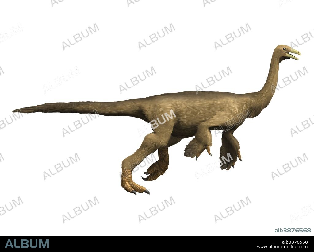 Struthiomimus dinosaur, white background.