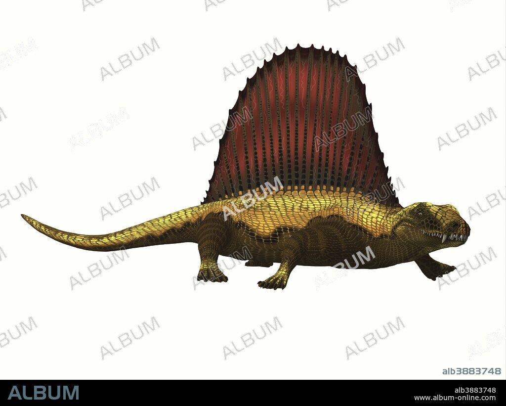 Dimetrodon reptile on white background. Dimetrodon was a mammal-like sailback reptile that lived in the Permian Period of North America and Europe.
