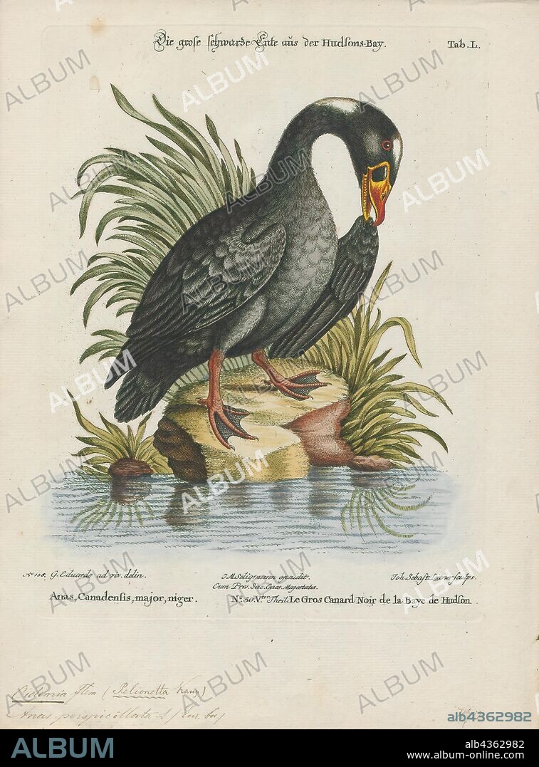 Oidemia perspicillata, Print, The surf scoter (Melanitta perspicillata) is a large sea duck native to North America. Adult males are entirely black with characteristic white patches on the forehead and the nape and adult females are slightly smaller and browner. Surf scoters breed in Northern Canada and Alaska and winter along the Pacific and Atlantic coasts of North America. Those diving ducks mainly feed on benthic invertebrates, mussels representing an important part of their diet., 1700-1880.