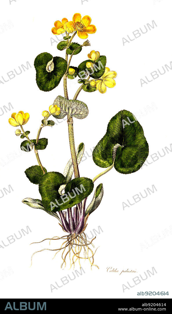 Sumpfdotterblume, Caltha palustris, auch Sumpf-Dotterblume / Caltha palustris, known as marsh-marigold and kingcup.