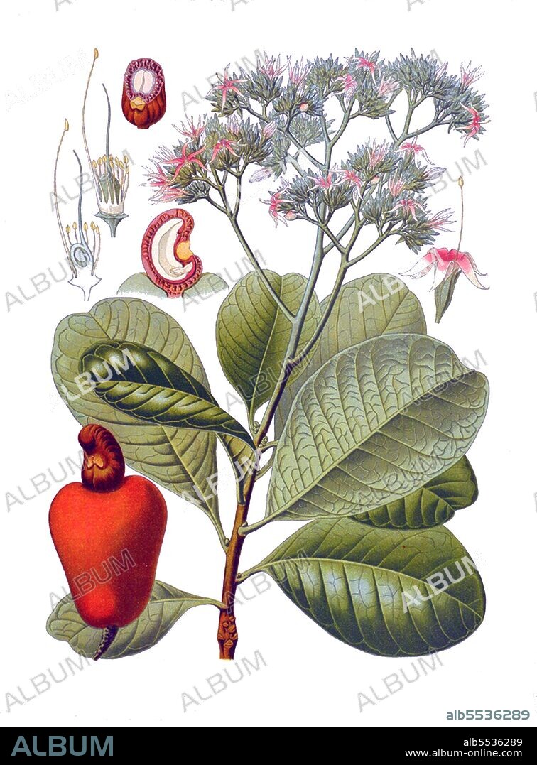 The cashew tree is a tropical evergreen that produces the cashew nut and the cashew apple. Officially classed as Anacardium occidentale, it can grow as high as 14 metres (46 ft), but the dwarf cashew, growing up to 6 metres (20 ft), has proved more profitable, with earlier maturity and higher yields. The cashew nut is served as a snack or used in recipes, like other nuts, although it is actually a seed. The cashew apple is a fruit, whose pulp can be processed into a sweet, astringent fruit drink or distilled into liqueur. The shell of the cashew nut yield derivatives that can be used in many applications from lubricants to paints, and other parts of the tree have traditionally been used for snake-bites and other folk remedies. Originally native to northeastern Brazil, the tree is now widely grown in tropical regions, Vietnam and Nigeria being major producers.