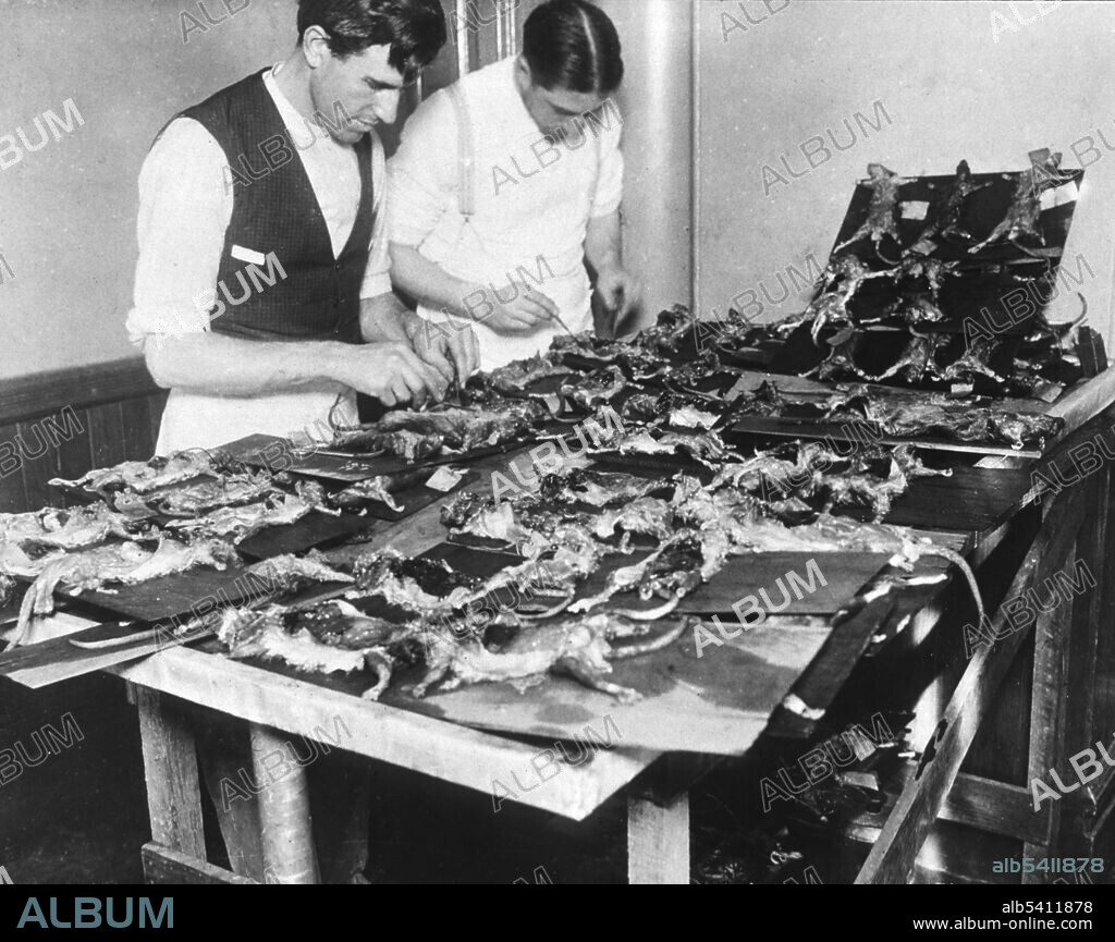 Two men dissecting rats nailed to shingles in San Francisco, California., during the second bubonic plague epidemic of 1907-1908. The first, centered in Chinatown, was in 1900-1904, the first plague epidemic in the continental US.