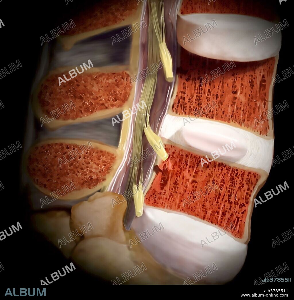 Vertebral column and spinal cord, sagittal section.