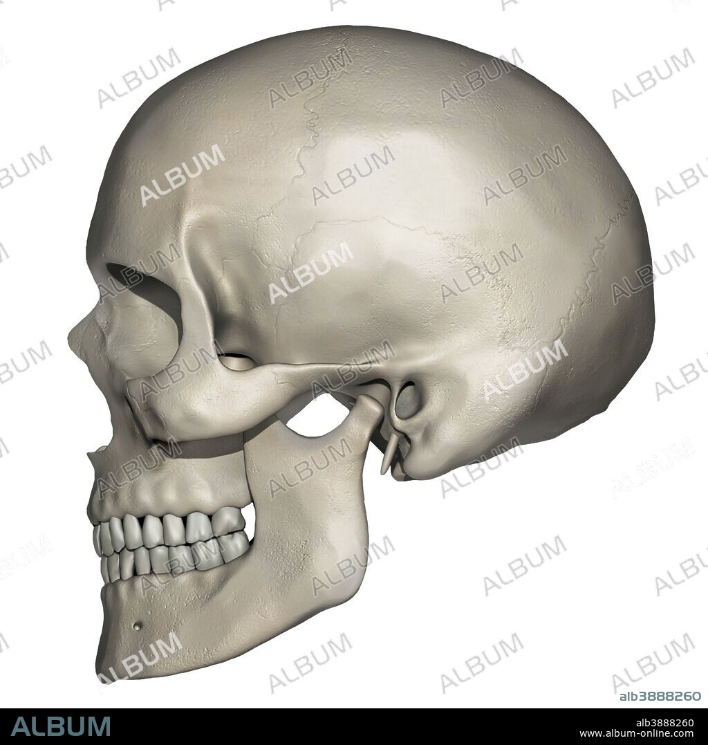 Lateral view of human skull anatomy.