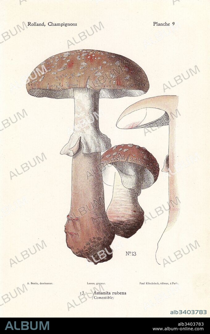 Blusher mushroom, Amanita rubescens (Amanita rubens). Chromolithograph by Lassus after an illustration by A. Bessin from Leon Rolland's Guide to Mushrooms from France, Switzerland and Belgium, Atlas des Champignons, Paul Klincksieck, Paris, 1910.