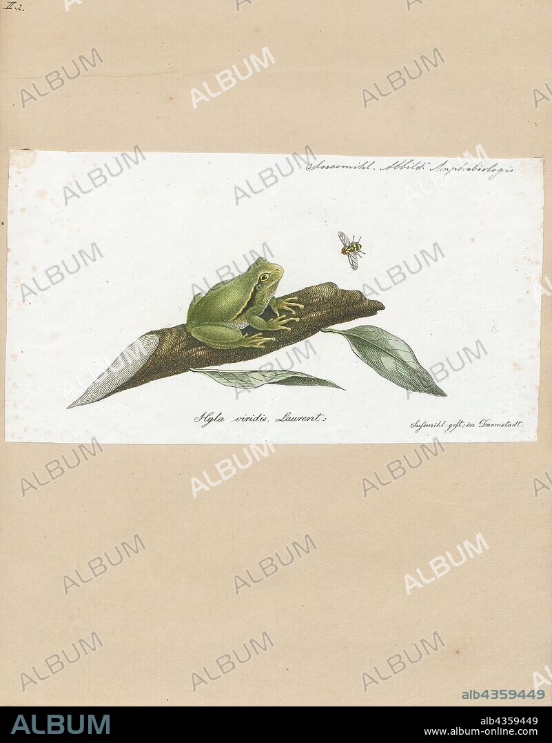 Hyla viridis, Print, Hyla is a genus of frogs in the tree frog family Hylidae. They have a very broad distribution; species can be found in Europe, Asia, Africa, and across the Americas. There were more than 300 described species in this genus, but after a major revision of the family Hylidae most of these have been moved to new genera so the genus now only contains 33 species". The earliest known fossil member of this genus is †Hyla swanstoni from the Eocene of Saskatchewan, Canada., 1700-1880.