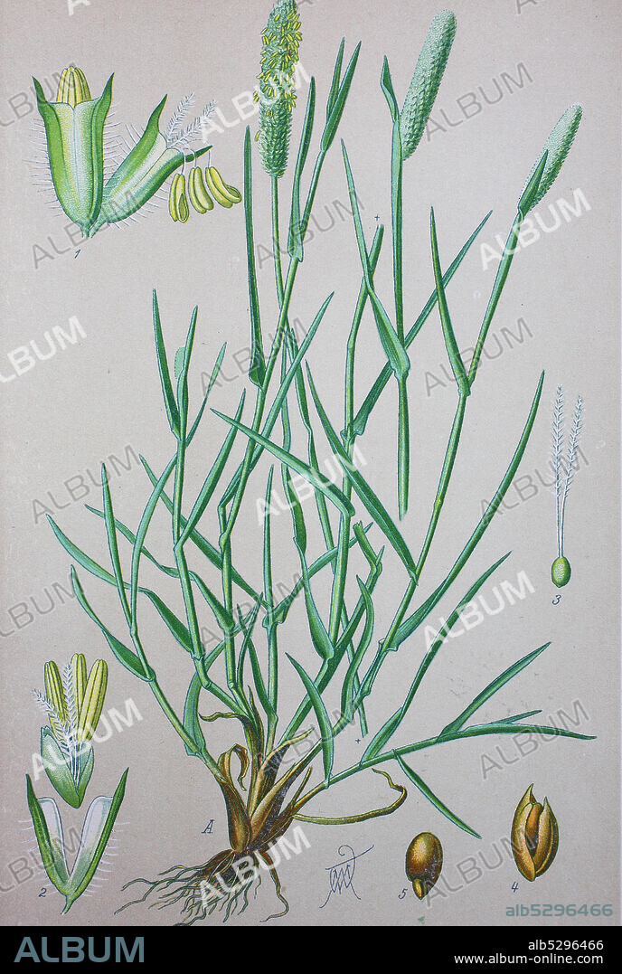 Timothy-grass, Phleum pratense, is an abundant perennial grass native to most of Europe except for the Mediterranean region. It is also known simply as timothy, meadow cat's-tail or common cat's tail  /  Wiesen-Lieschgras (Phleum pratense), digital improved reproduction of an original from the 19th century / digitale Reproduktion einer Originalvorlage aus dem 19. Jahrhundert.