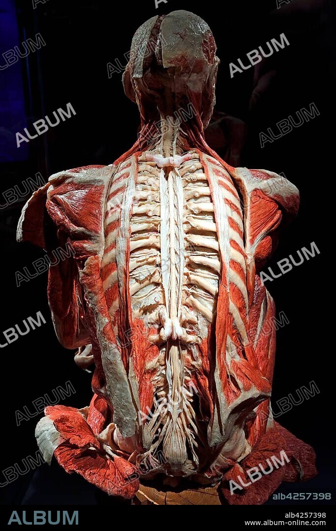 Plastinate, human back, spinal cord and nervous system, Body Worlds, Menschen Museum, Berlin, Germany