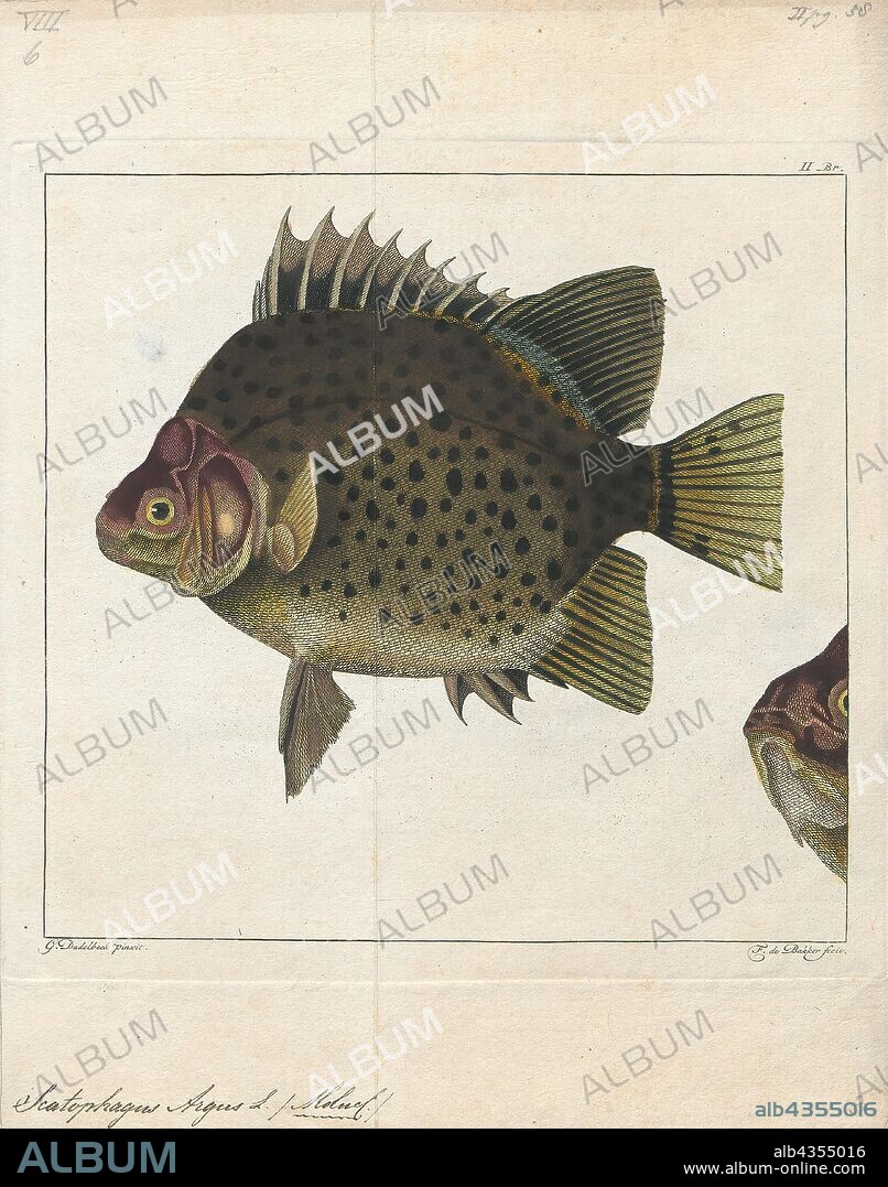 Scatophagus argus, Print, Scatophagus argus, or the spotted scat, is a species of fish in the scat family Scatophagidae. It occurs in two basic color morphs which are called green scat and ruby or red scat. This fish is generally distributed around the Indo-Pacific region, to Japan, New Guinea, and southeastern Australia. They live in coastal muddy areas, including estuaries, mangroves, harbours, and the lower courses of rivers. They are popular aquarium fish usually used to eliminate algae in the fish tank., 1700-1880.