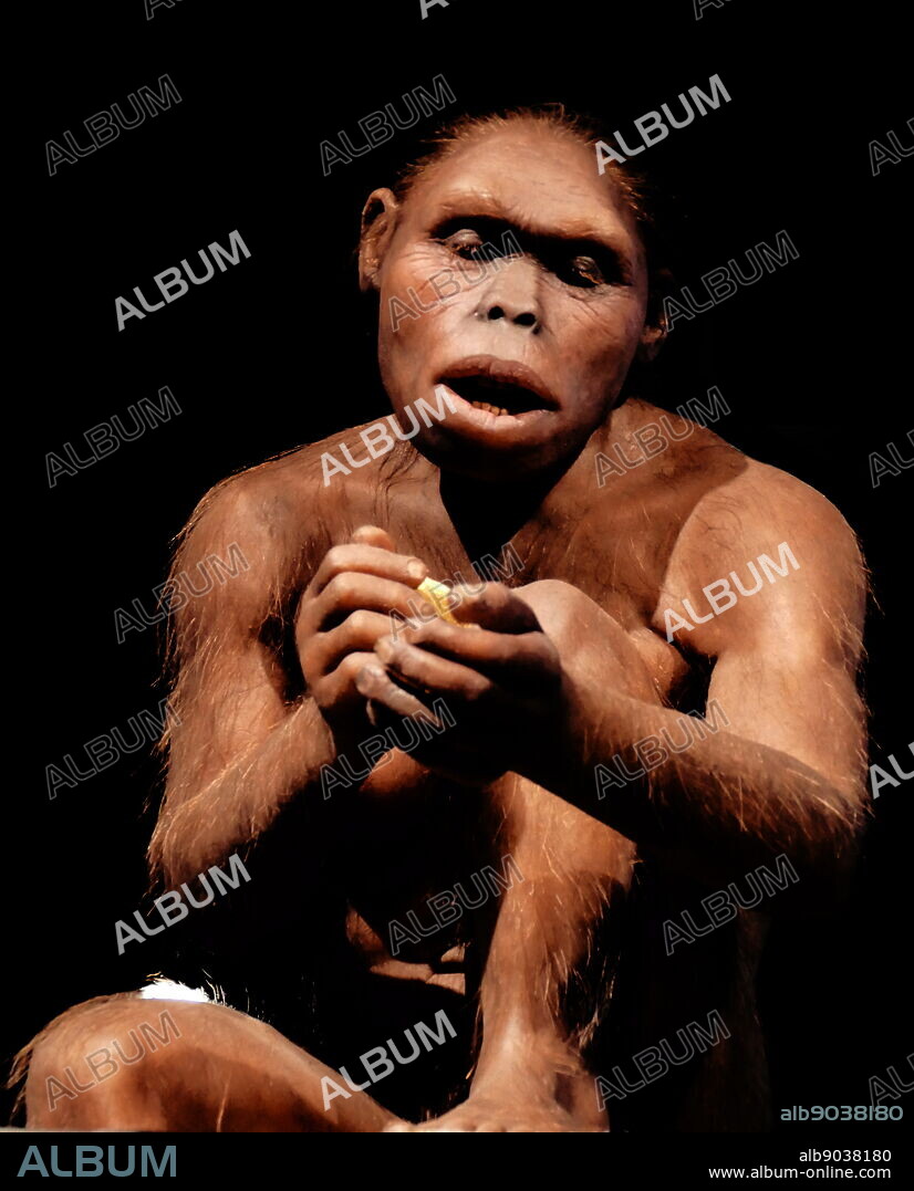 Reconstructed female Homo habilis; a proposed archaic species of Homo, which lived between roughly 2.1 and 1.5 million years ago, during the Gelasian and early Calabrian stages of the Pleistocene geological epoch. The type specimen is OH 7, discovered in 1960 at Olduvai Gorge in Tanzania, associated with the Oldowan lithic industry; the fossils were identified as a separate species of Homo with the proposed binomial name of H. habilis ("handy man") in 1964. In its appearance and morphology, H. habilis is intermediate between Australopithecus and the somewhat younger Homo erectus and its classification in the Homo genus has been the subject of controversial debate since its original proposal.