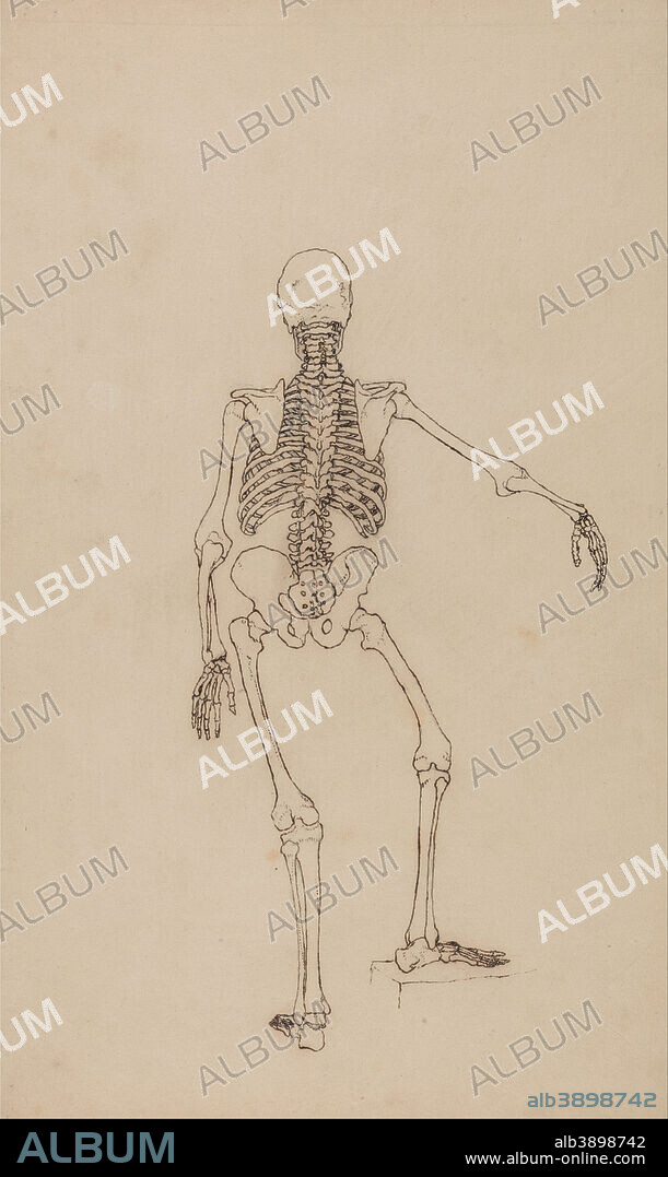 GEORGE STUBBS. A Comparative Anatomical Exposition of the Structure of the Human Body with that of a Tiger and a Common Fowl: Human Skeleton, Posterior View. Date/Period: 1795 to 1806. Drawing. Pen with iron gall ink, and graphite on cream, thin, slightly textured, wove paper laid down on cream, moderately thick, moderately textured, wove paper. Height: 460 mm (18.11 in); Width: 283 mm (11.14 in).