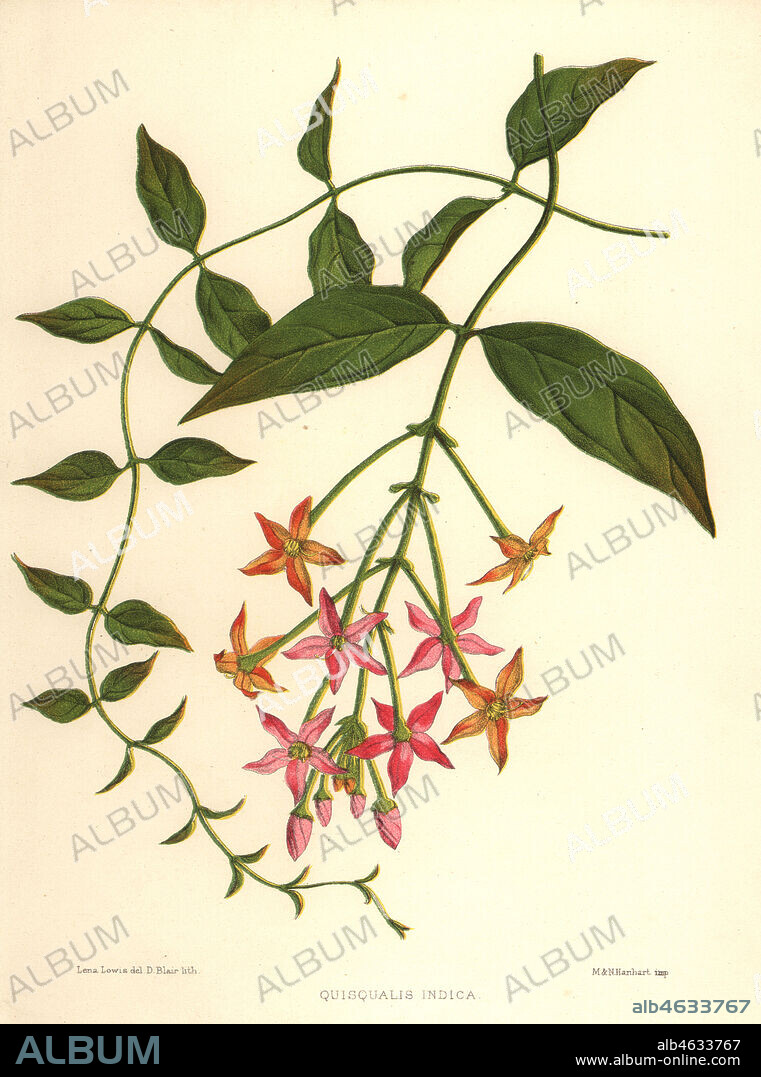 Chinese honeysuckle or Rangoon creeper, Combretum indicum (Quisqualis indica). Handcoloured lithograph by D. Blair after an illustration by Lena Lowis from her Familiar Indian Flowers with Coloured Plates, L. Reeve, London, 1878. Lena Lowis, formerly Selena Caroline Shakespear (1845-1919), was a British woman artist who traveled to India with her husband Lt.-Col. Ninian Lowis.