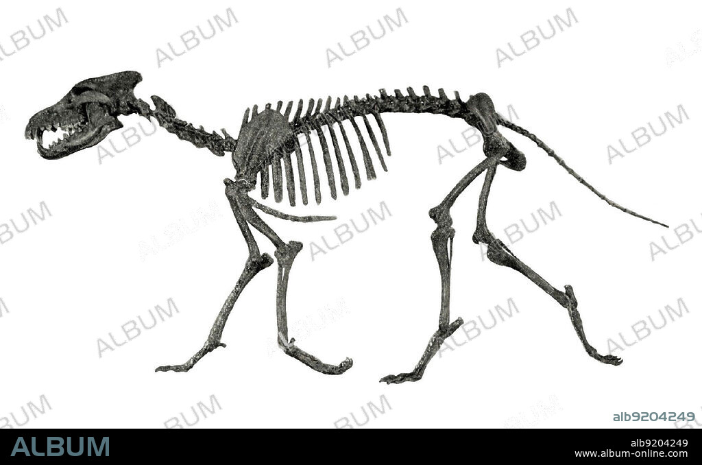 Prehistoric dire wolf (Aenocyon dirus) skeleton. The dire wolf lived in the Americas and eastern Asia during the Late Pleistocene and Early Holocene epochs (125,000-9,500 years ago). Illustration by Erwin S. Christman from American Museum journal, 1916.