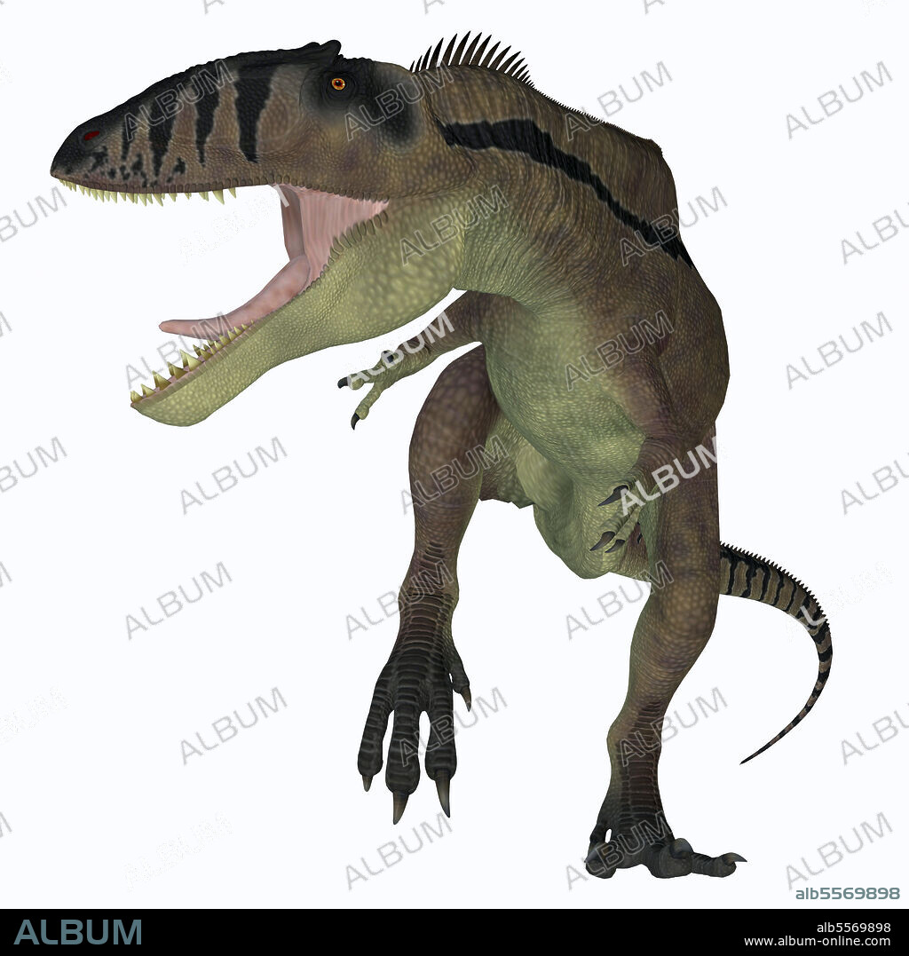Carcharodontosaurus dinosaur, front view on white background. Carcharodontosaurus was a predatory theropod dinosaur that lived in the Sahara, Africa during the Cretaceous Period.