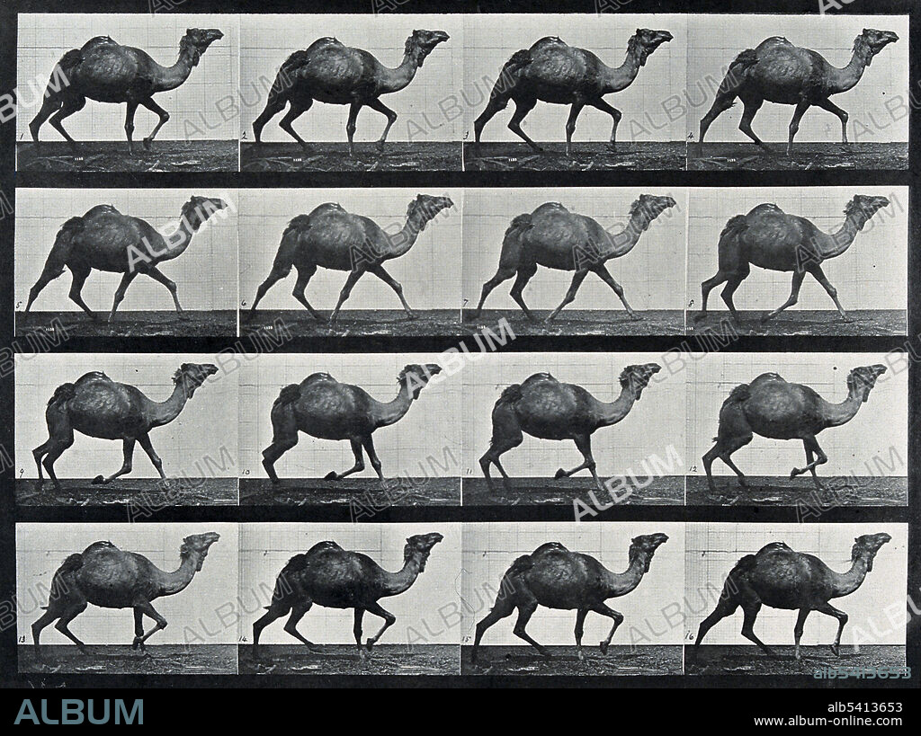 Stop-action photographs of a camel running by Eadweard Muybridge (1830-1904). Muybridge was an English photographer known for his pioneering work in photographic studies of motion and in motion-picture projection. His pioneering work on animal locomotion in 1877 and 1878 used multiple cameras to capture motion in stop-action photographs. In the 1880s, he entered a very productive period at the University of Pennsylvania in Philadelphia, producing over 100,000 images of animals and humans in motion, capturing what the human eye could not distinguish as separate movements.
