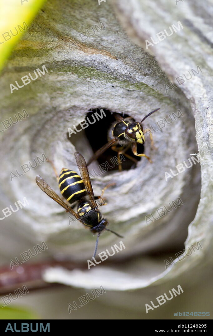 Common wasps, Vespula vulgaris, yellowjacket, with wasp nest, in the Cotswolds, Oxfordshire, UK.