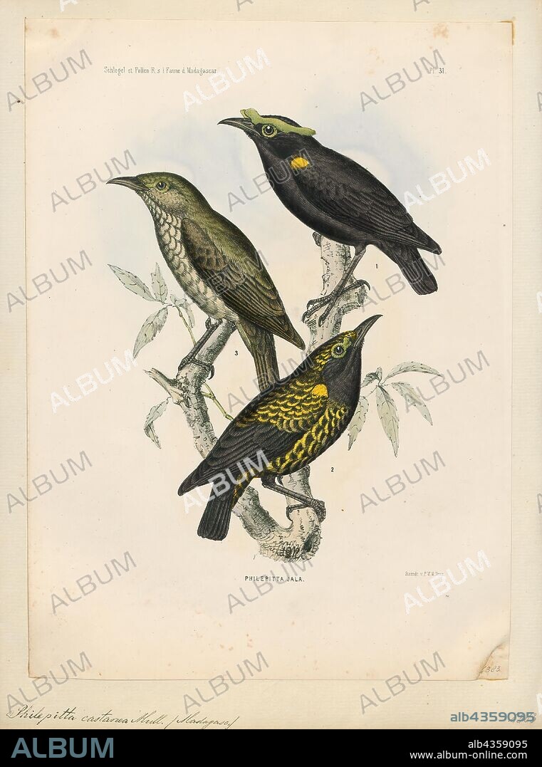 Philepitta castanea, Print, The velvet asity (Philepitta castanea) is a species of bird in the Philepittidae family. It is endemic to Madagascar., 1868.