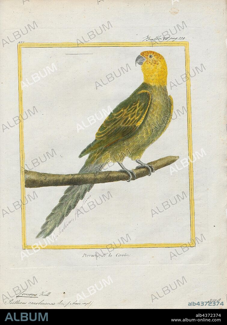 Conurus carolinensis, Print, The Carolina parakeet (Conuropsis carolinensis) or Carolina conure is an extinct species of small green neotropical parrot with a bright yellow head, reddish orange face and pale beak native to the eastern, midwest and plains states of the United States. It was the only indigenous parrot within its range, as well as one of only two parrots native to the United States (the other being the thick-billed parrot). It was found from southern New York and Wisconsin to Kentucky, Tennessee and the Gulf of Mexico, from the Atlantic seaboard to as far west as eastern Colorado. It lived in old-growth forests along rivers and in swamps. It was called puzzi la née ("head of yellow") or pot pot chee by the Seminole and kelinky in Chickasaw. Though formerly prevalent within its range, the bird had become rare by the middle of the 19th century. The last confirmed sighting in the wild was of the ludovicianus subspecies in 1910. The last known specimen perished in captivity at the Cincinnati Zoo in 1918 and the species was declared extinct in 1939., 1700-1880.