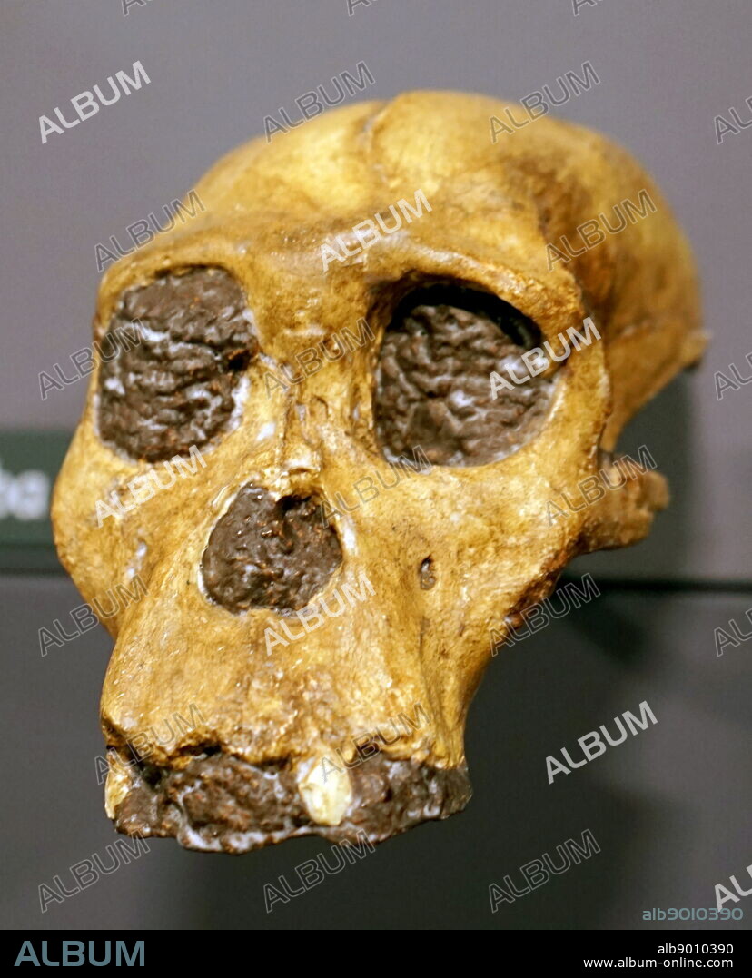 Skull of a Australopithecus sediba a species of Australopithecus of the early Pleistocene.