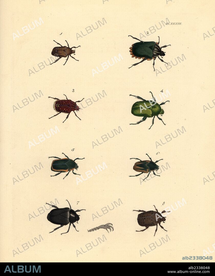 Rose chafer beetle, Cetonia aurata 1, Cetonia fascicularis 2, Trichostetha capensis 3, dead-nettle leaf beetle, Chyrsolina fastuosa 4, June bug, Cotinis nitida 5,6, Macraspis tetradactyla 7, and Gymnetis lanius 8. Handcoloured lithograph from John O. Westwood's new edition of Dru Drury's "Illustrations of Exotic Entomology," Bohn, London, 1837.