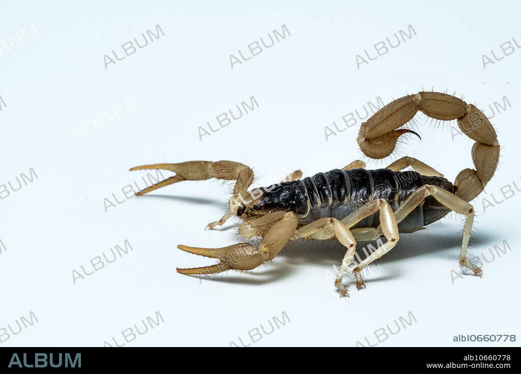 Desert Hairy Scorpion (Hadrurus arizonensis).