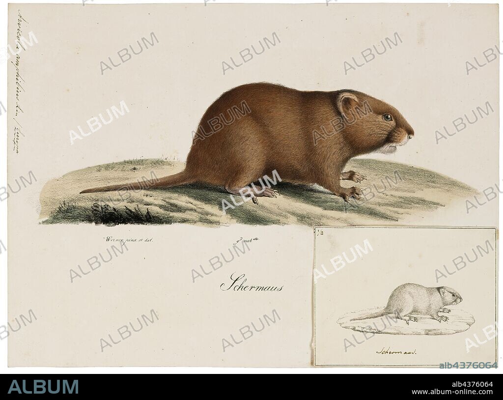 Arvicola amphibius, Print, The European water vole or northern water vole (Arvicola amphibius, included in synonymy: A. terrestris), is a semi-aquatic rodent. It is often informally called the water rat, though it only superficially resembles a true rat. Water voles have rounder noses than rats, deep brown fur, chubby faces and short fuzzy ears; unlike rats their tails, paws and ears are covered with hair., 1700-1880.