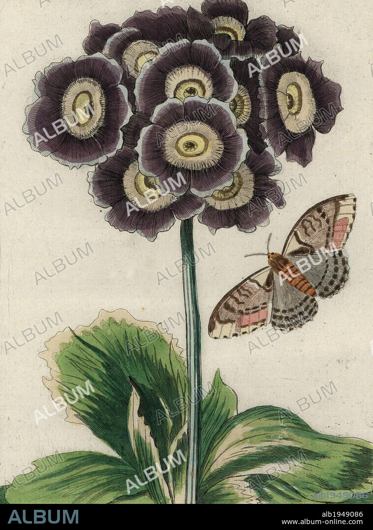 Du Velours Bleu (Blue velvet) auricula, Primula auricula, with moth. Handcoloured copperplate botanical engraving from "Nederlandsch Bloemwerk" (Dutch Flower Arrangements), Amsterdam, J.B. Elwe, 1794. The artist of the fine plates is a mystery: the title bouquet has the signature of Paul Theodor van Brussel (1754-1795), the Dutch flower painter, and one auricula is "drawn from life" by A. Bres. According to Hunt, 30 plates show the influence of the famous French artist Nicolas Robert (1614-1685).