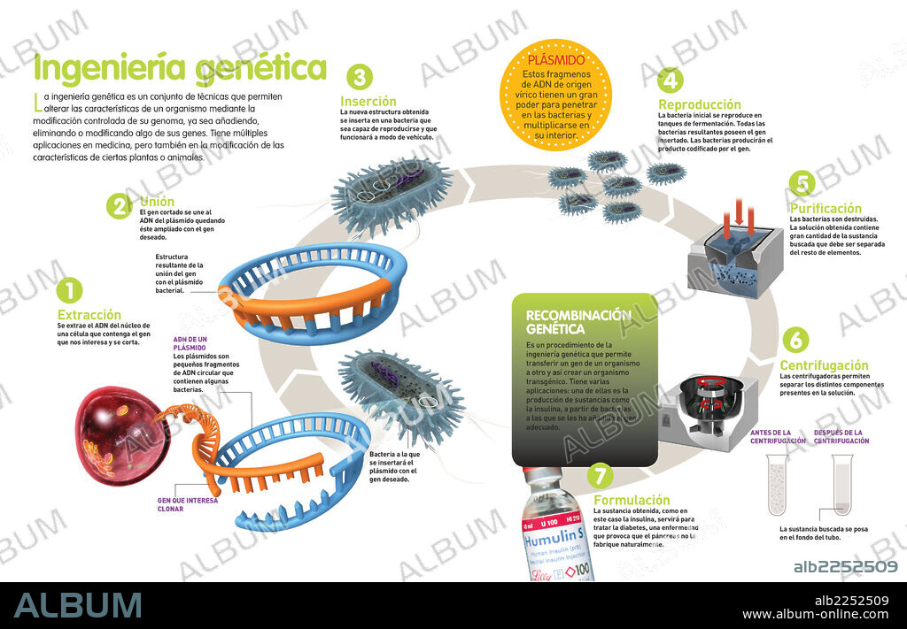 ingeniería genética. Infografía sobre la ingeniería genética, y cómo a través de ella se puede conseguir insulina.