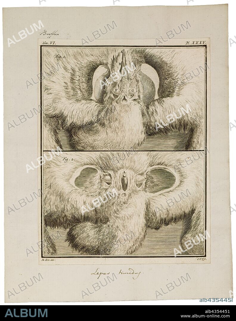 Lepus timidus, Print, The mountain hare (Lepus timidus), also known as blue hare, tundra hare, variable hare, white hare, snow hare, alpine hare, and Irish hare, is a Palearctic hare that is largely adapted to polar and mountainous habitats., male reproductive organs.