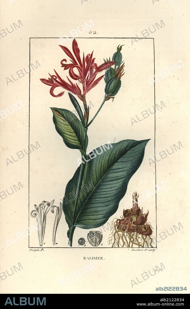 Indian cane, Canna indica. Handcoloured stipple copperplate engraving by Lambert Junior from a drawing by Pierre Jean-Francois Turpin from Chaumeton, Poiret et Chamberet's "La Flore Medicale," Paris, Panckoucke, 1830. Turpin (1775~1840) was one of the three giants of French botanical art of the era alongside Pierre Joseph Redoute and Pancrace Bessa.