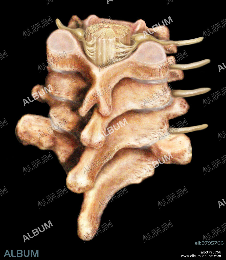 A segment of the spinal cord and vertebral column, showing the fifth, sixth, and seventh cervical, and the first thoracic vertebra. The solid vertebra provides a movable protective case for the spinal cord and branching nerves.