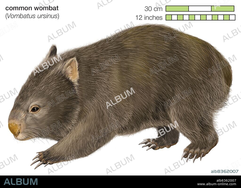 Common wombat (Vombatus ursinus).