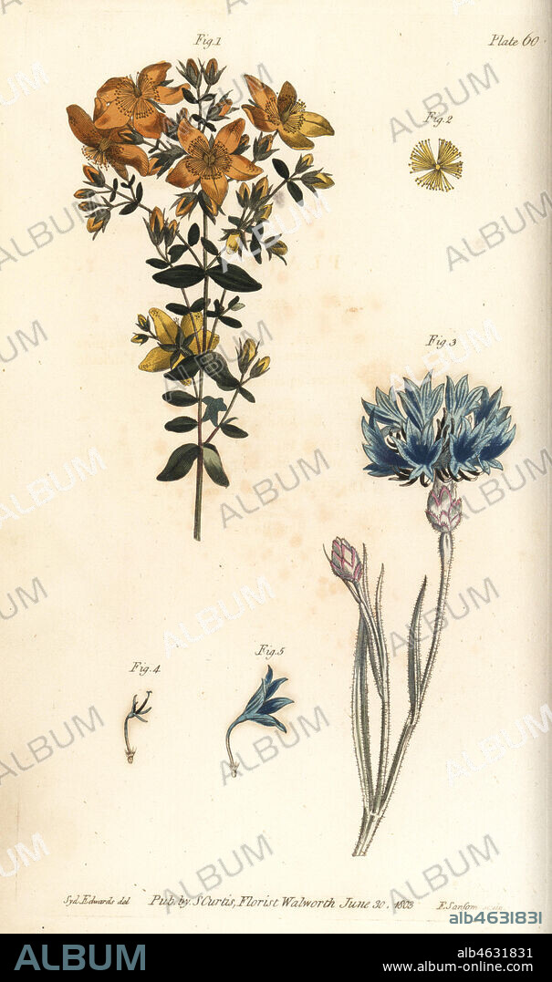 St. John's wort, Hypericum perforatum, Polyadelphia, 1,2, and blue bottle or cornflower, Centaurea cyanus, Syngenesia, 3-5. Handcoloured copperplate engraving by F. Sansom of a botanical illustration by Sydenham Edwards for William Curtis' Lectures on Botany, as delivered in the Botanic Garden at Lambeth, 1805.