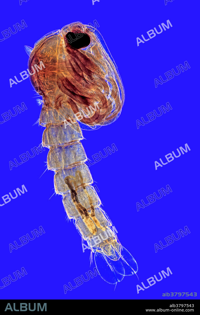 Pupa of a mosquito (Culex sp.), cleared and mounted as a microslide. Rheinberg illumination. Longest dimension of frame = 5mm.