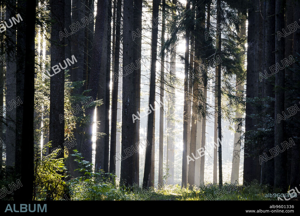 interior de un bosque de abetos, Abies alba, Baden-Wurtemberg, distrito de Selva Negra-, Alemania, Europe.