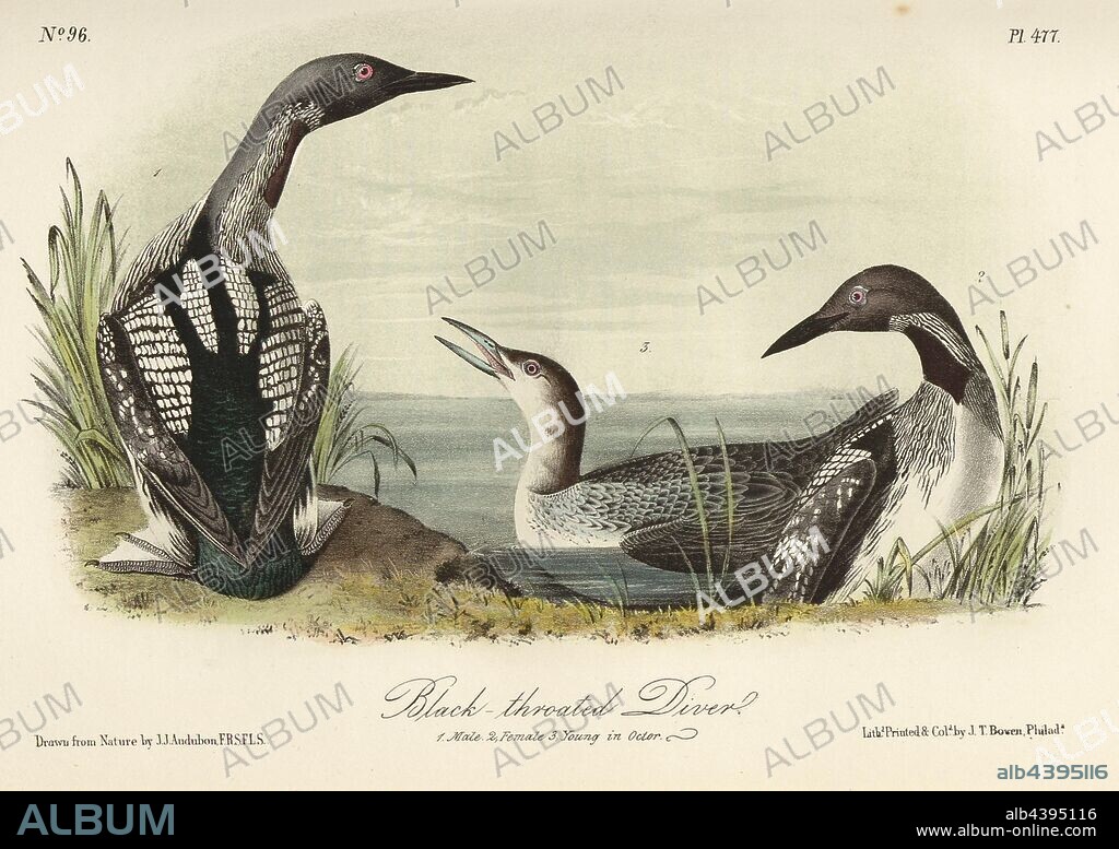 Black-throated Diver, Red-throated Diver (Gavia arctica, Colymbus arcticus), Signed: J.J. Audubon, J.T. Bowen, lithograph, Pl. 477 (vol. 7), Audubon, John James (drawn); Bowen, J. T. (lith.), 1856, John James Audubon: The birds of America: from drawings made in the United States and their territories. New York: Audubon, 1856.