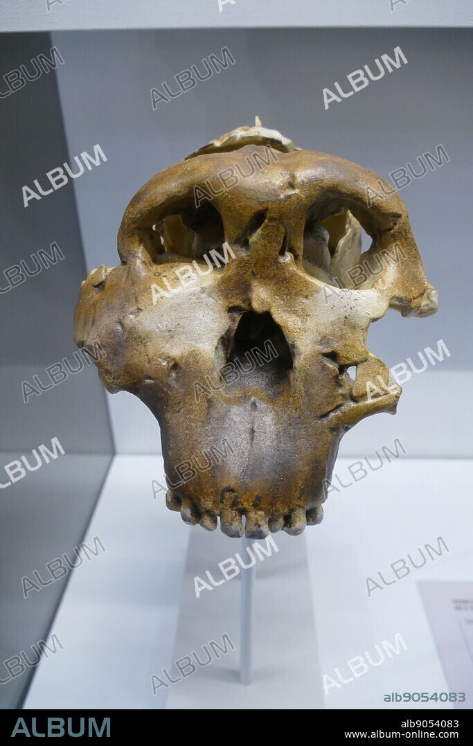 Paranthropus boisei or Australopithecus boisei, an early hominin, described as the largest of the genus Paranthropus (robust australopithecines). It lived in Eastern Africa during the Pleistocene epoch from about 2.4 until about 1.4 million years ago. First discovered by anthropologist Mary Leakey on July 17, 1959, at Olduvai Gorge, Tanzania, the well-preserved cranium (nicknamed "Nutcracker Man") was dated to 1.75 million years ago and had characteristics distinctive of the robust australopithecines3].