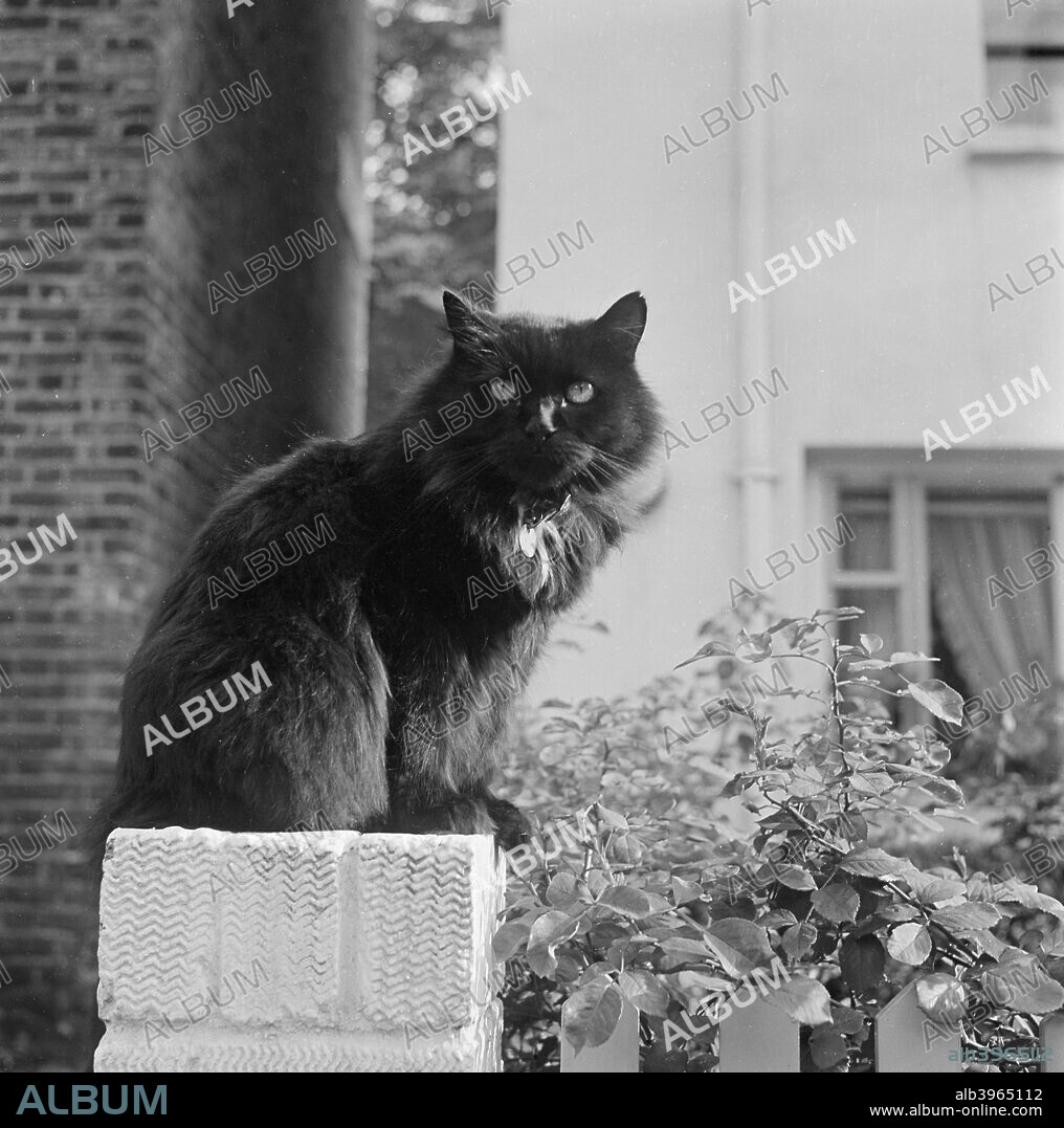 Black British longhair cat sitting on a white brick wall, Pond Square, Highgate, London, 1969.
