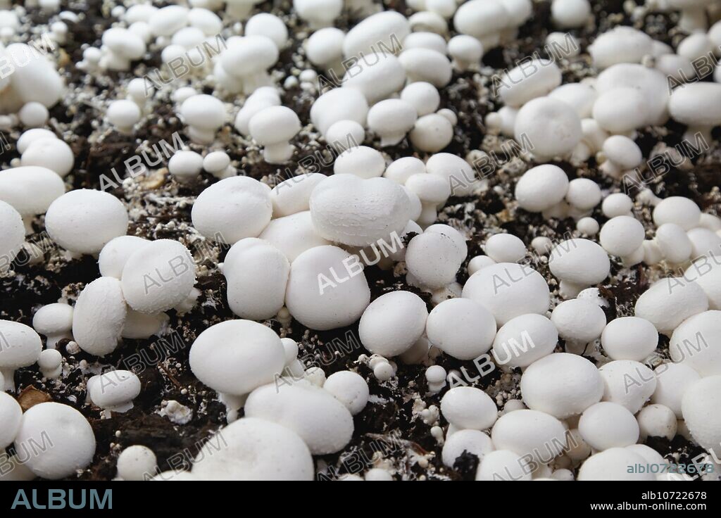 Mushrooms cultivation, Buttom mushroom, Agaricus bisporus, Agri-Food, Ayecue Fresh, Grupo Riberebro, Autol, La Rioja, Spain.