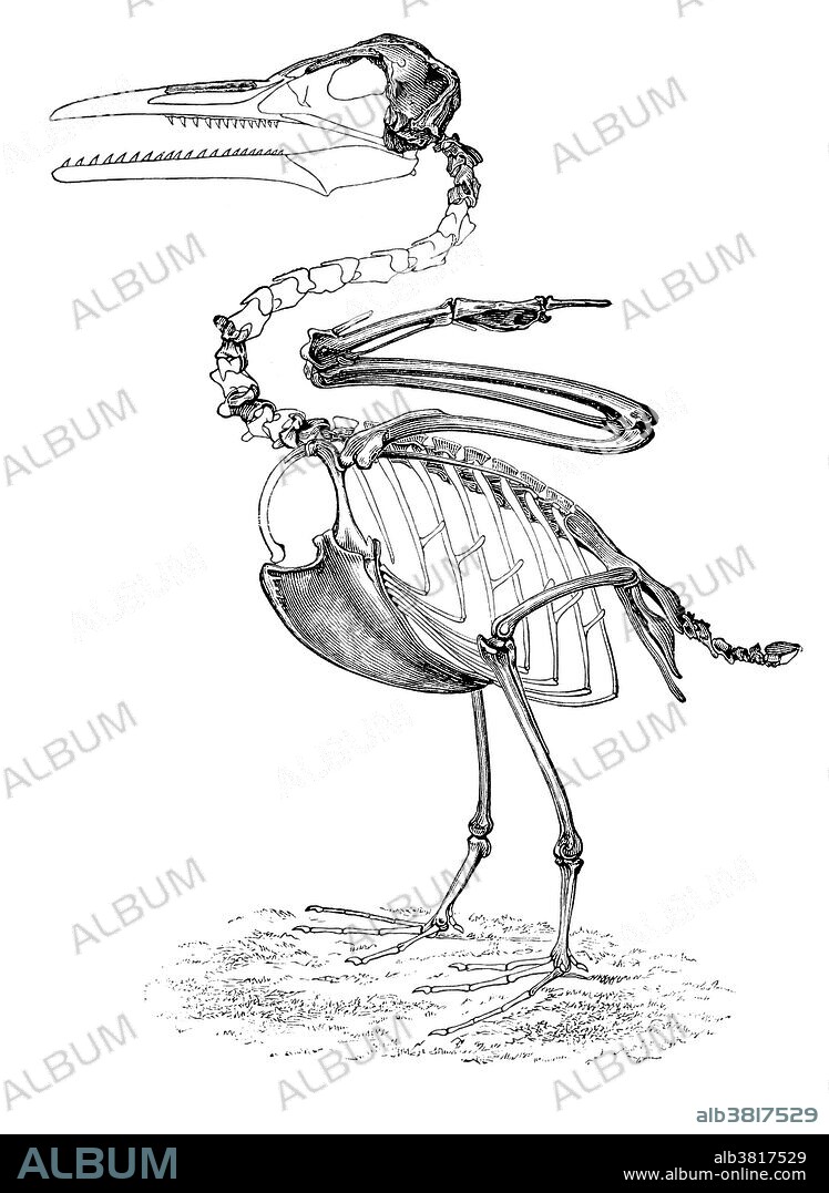 Hesperornis is a genus of flightless aquatic birds that spanned the first half of the Campanian age of the Late Cretaceous period (83-78 million years ago). One of the lesser-known discoveries of the palaeontologist O. C. Marsh in the late 19th century Bone Wars, it was an important early find in the history of avian palaeontology. Famous locations for Hesperornis fossils are the Late Cretaceous marine limestones from Kansas and the marine shales from Canada. Nine species are recognized, eight of which have been recovered from rocks in North America and one from Russia.