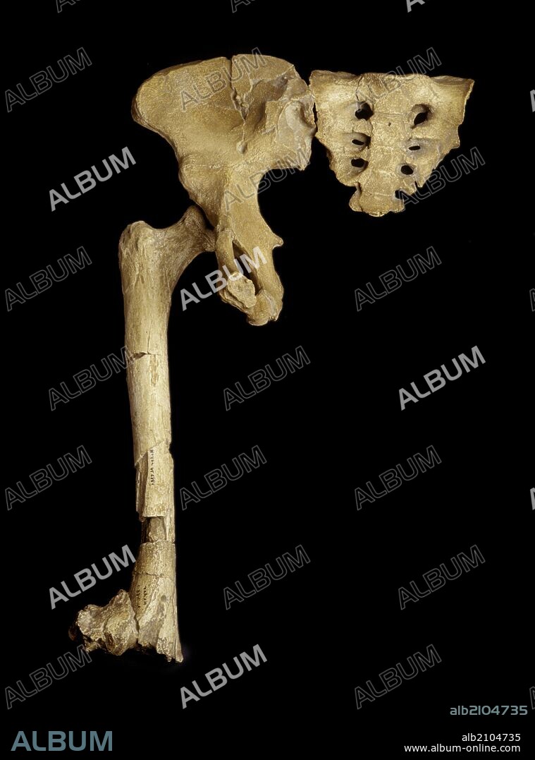 REPRODUCTION OF THE PELVIS AND THE FEMUR OF THE AUSTRALOPITHECUS AFARENSIS KNOWN AS LUCY, IN THE DEPRESSION OF AFAR BY DONALD JOHANSON (PALEOLITHIC ERA) (LOCATION: NATIONAL ARCHEOLOGICAL MUSEUM).