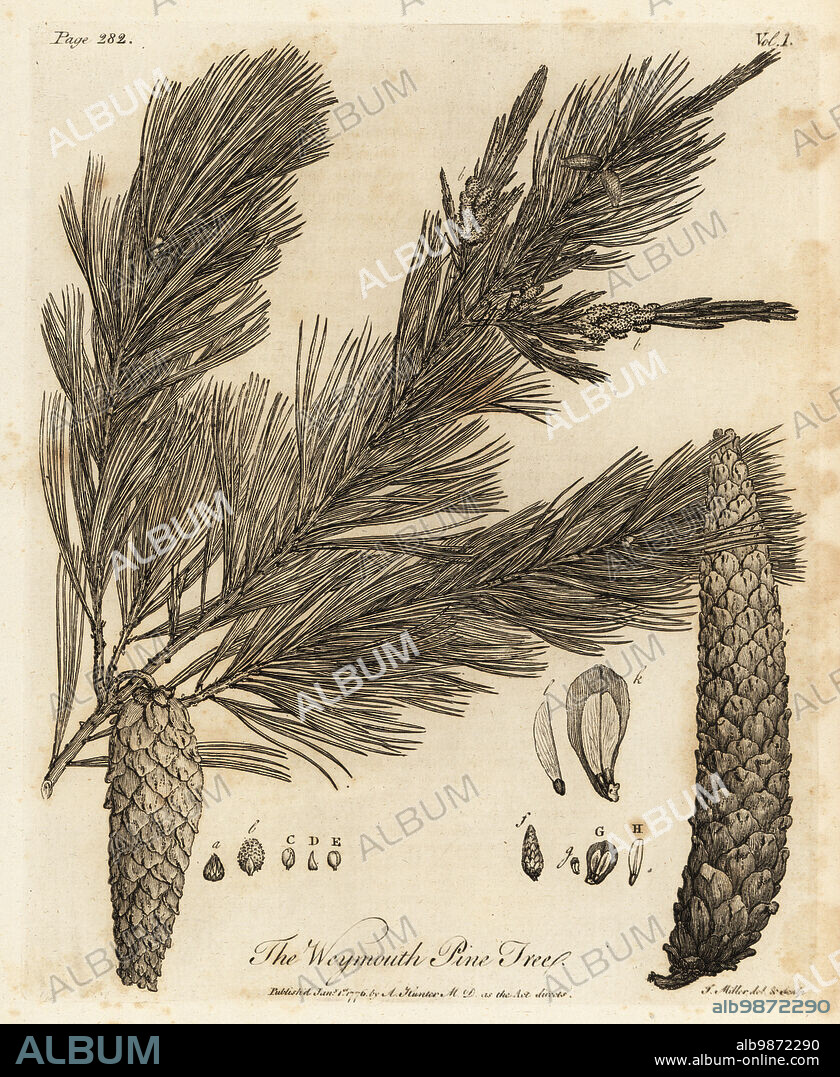 Eastern white pine, Pinus strobus. Weymouth Pine Tree. Copperplate engraving drawn and engraved by John Miller (Johann Sebastian Muller) from John Evelyns Sylva, or A Discourse of Forest Trees and the Propagation of Timer, J. Dodsley, London, 1776.