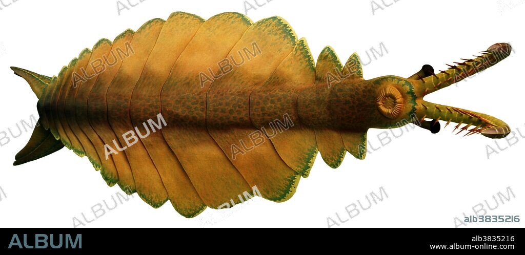 Reconstruction of the problematic animal, Anomalocaris canadensis, from the Middle Cambrian Burgess Shale of British Columbia. By far the largest animal in the Burgess Shale fauna this creature of unknown affinity reached lengths of half a meter. Anomalocarids have been discovered in China, Greenland, Australia, and North America.