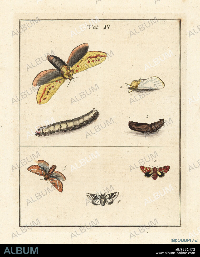 Ghost moth or ghost swift, Hepialus humuli, female c, male d, larva b and pupa a, beautiful yellow underwing, Anarta myrtilli e, gold swift, Phymatopus hecta f, unnamed moth species g. Handcoloured copperplate engraving drawn and engraved by Moses Harris from his own Exposition of English Insects, Including the several Classes of Neuroptera, Hymenoptera, Diptera, or Bees, Flies and Libellulae, White and Robson, London, 1782.