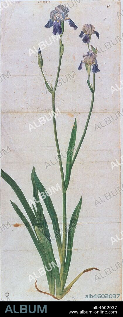 ALBRECHT DÜRER. Iris germanica.
