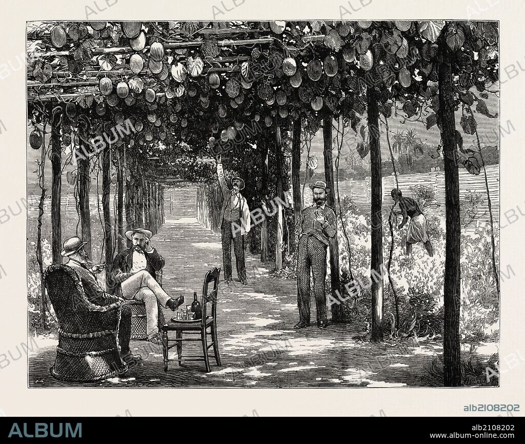 VINERY OF MARACITJA, AT EMBOMA, CONGO RIVER, COAST OF AFRICA.